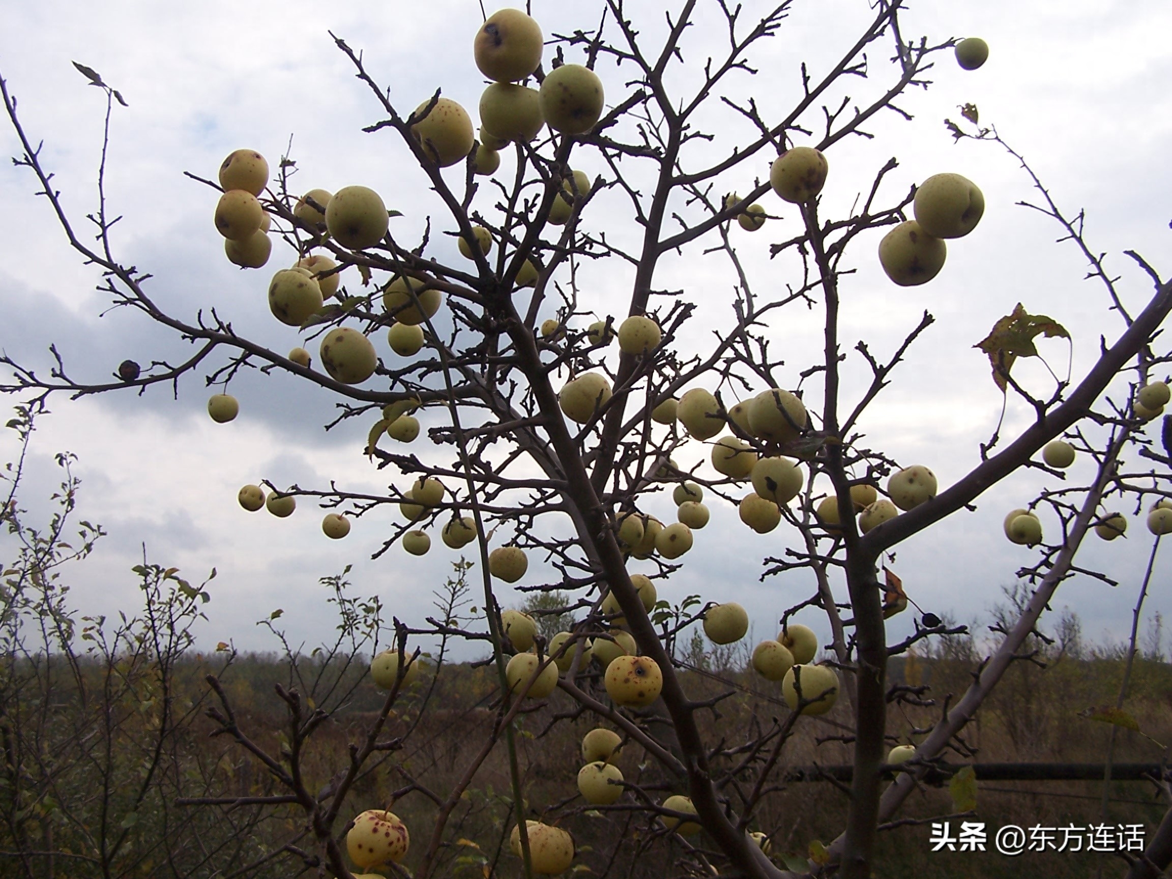 梨换个偏旁变成什么字_梨_梨的品种