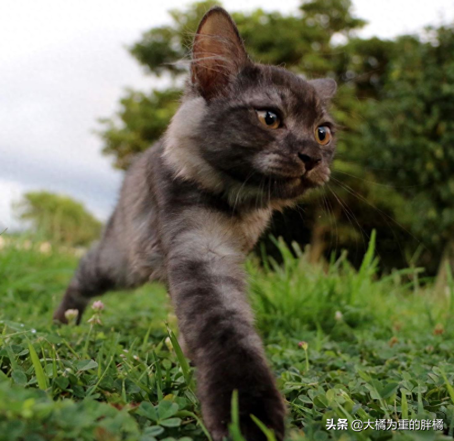 猫虎斑价格_宠物猫虎斑_虎斑猫