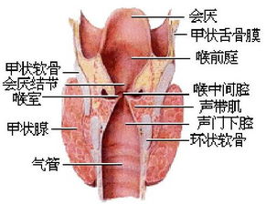 喉咙的意思和拼音