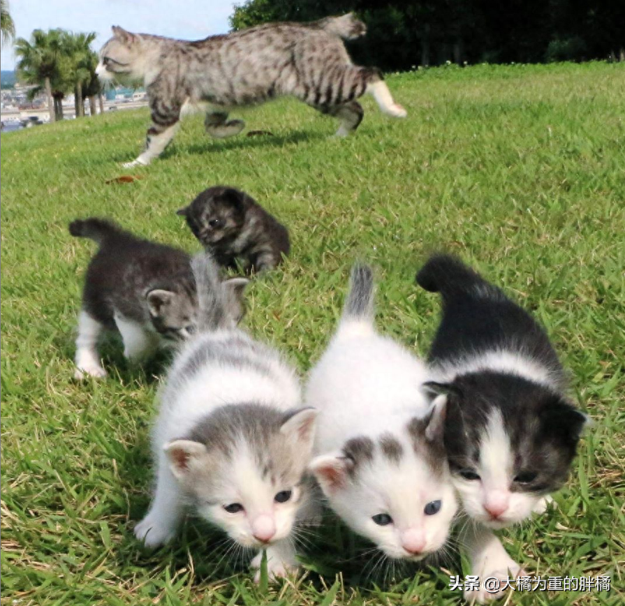 虎斑猫_宠物猫虎斑_猫虎斑价格