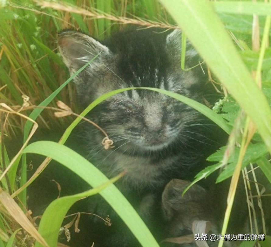 虎斑猫_宠物猫虎斑_猫虎斑价格