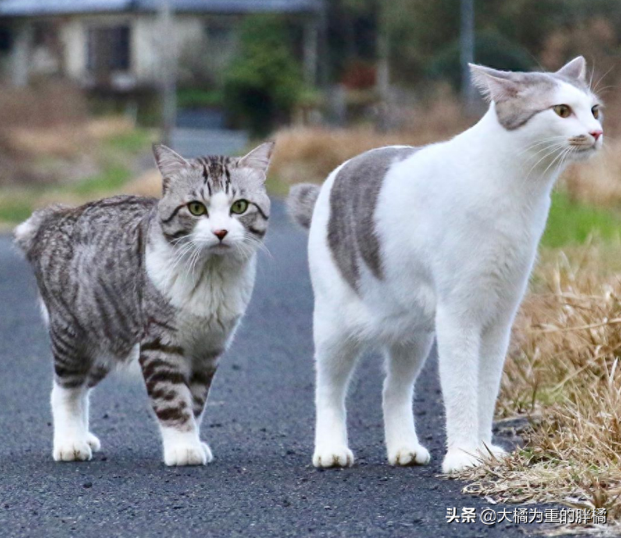 宠物猫虎斑_猫虎斑价格_虎斑猫