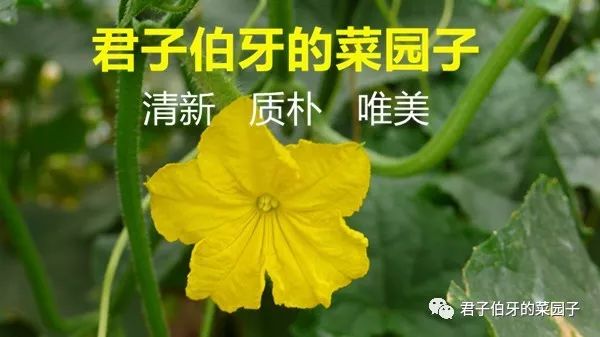 洛阳是几朝古都_洛阳古都是哪十三朝_洛阳古都是哪几朝