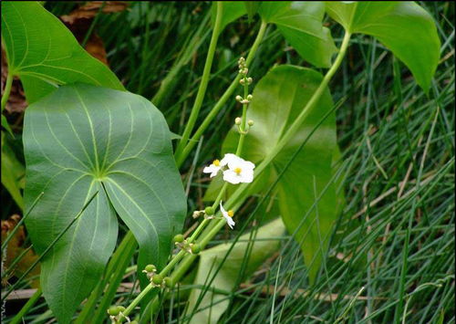 慈姑和茨菇的区别是什么?