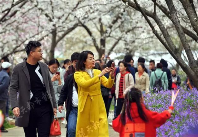 东湖樱花园几点开门_东湖樱花园2021年_东湖樱花园