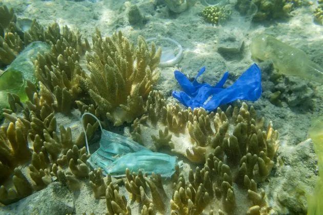 海洋生物图片_海洋_海洋大学