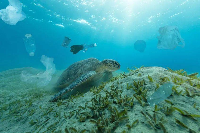 海洋_海洋生物图片_海洋大学