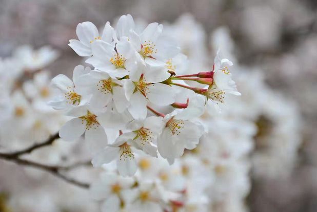 平坝樱花_樱花平坝是在哪里_樱花平坝樱花最佳观赏时间