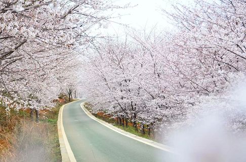 樱花平坝樱花最佳观赏时间_平坝樱花_樱花平坝是在哪里