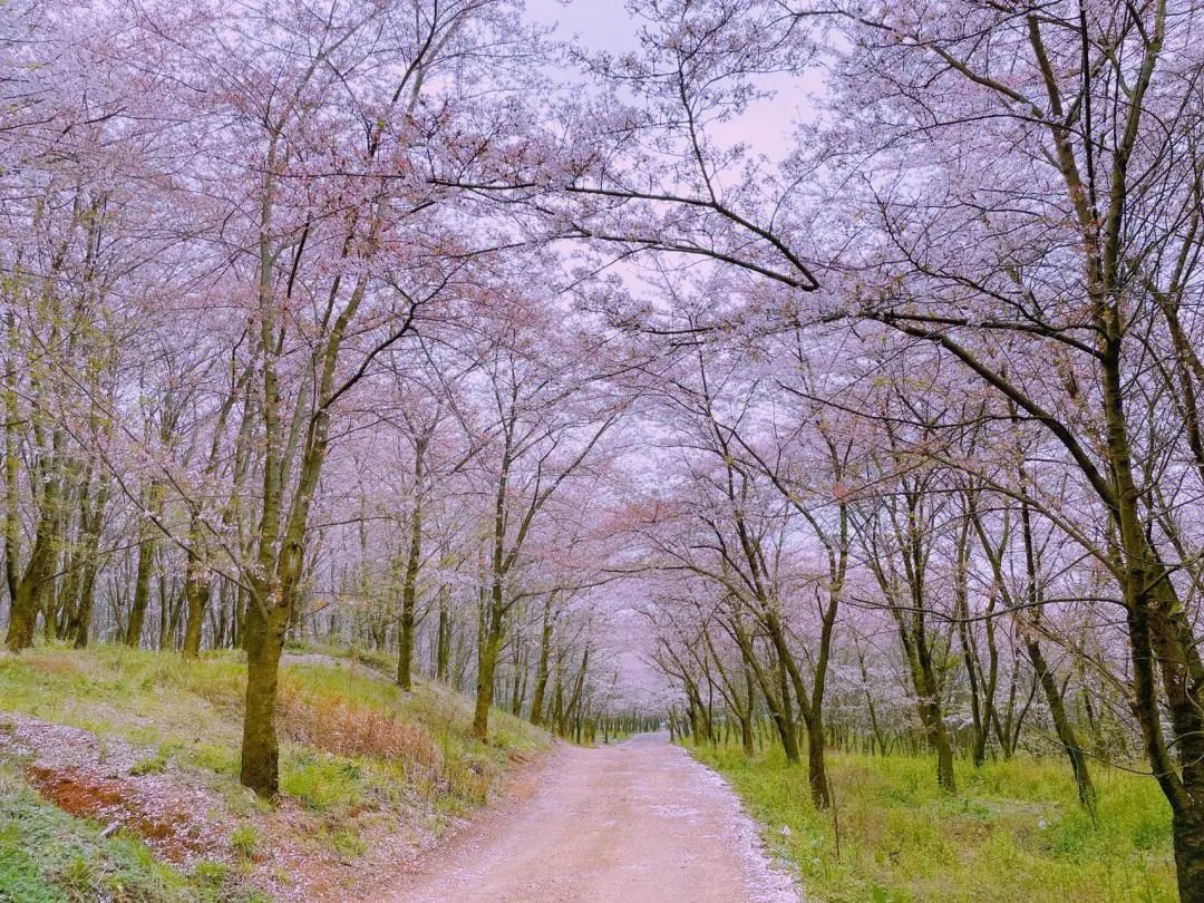 樱花平坝是在哪里_平坝樱花_樱花平坝樱花最佳观赏时间