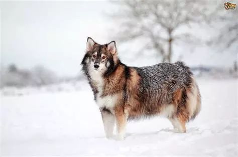 捷克狼犬图片_捷克狼犬简介_捷克狼犬