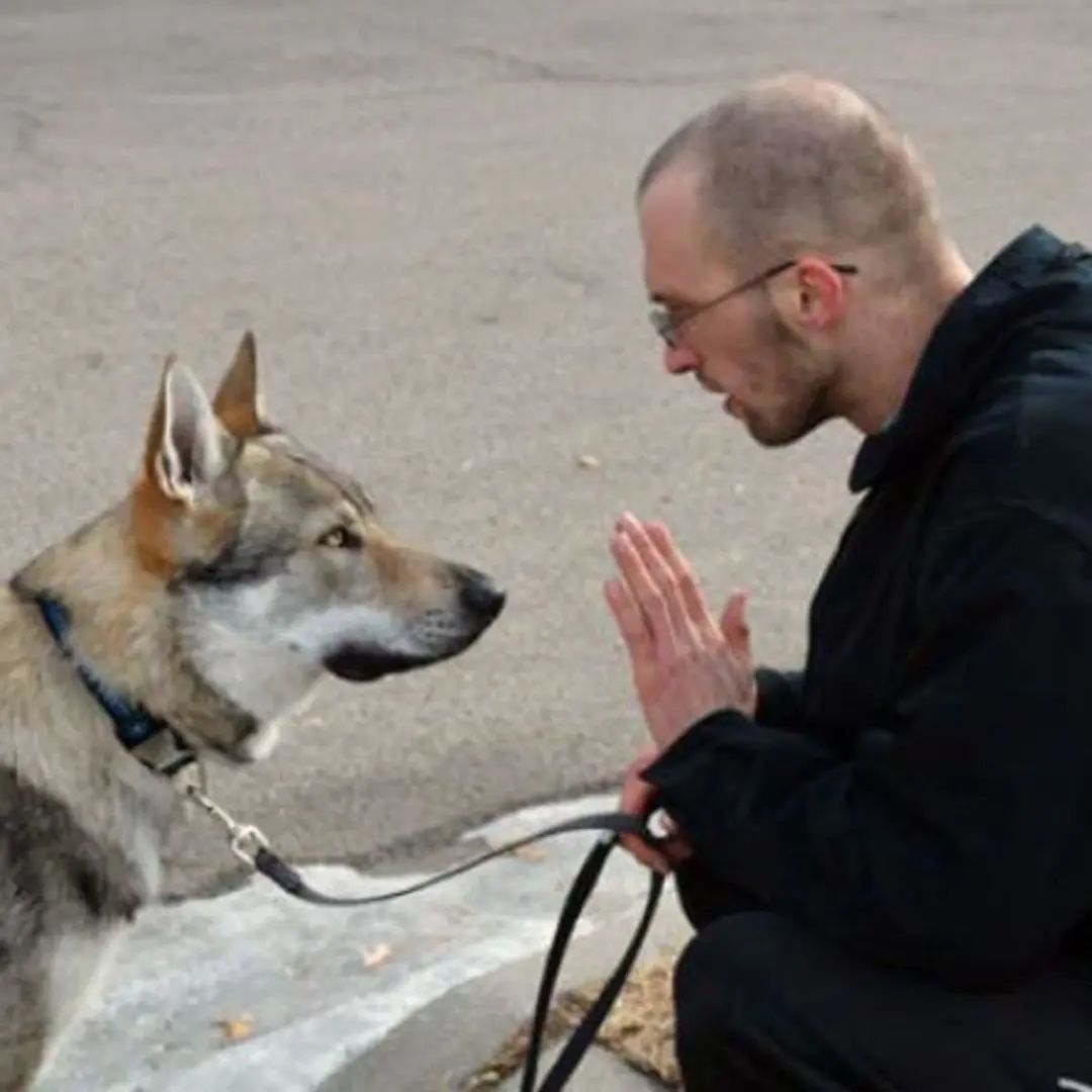 捷克狼犬是狼还是狗_捷克狼犬_捷克狼犬多少钱一条