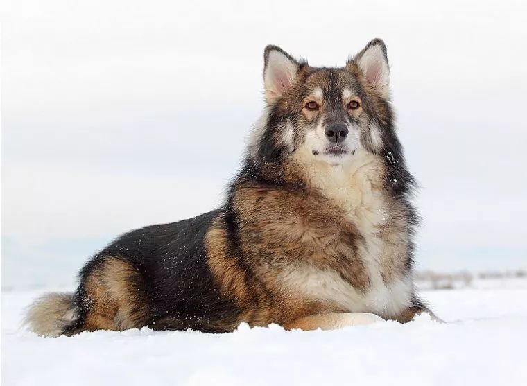 捷克狼犬简介_捷克狼犬_捷克狼犬图片