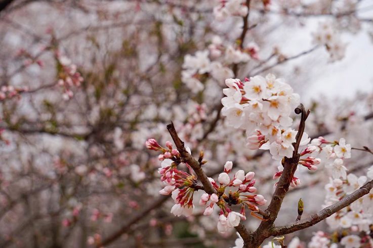 平坝樱花_樱花平坝是在哪里_樱花平坝樱花最佳观赏时间