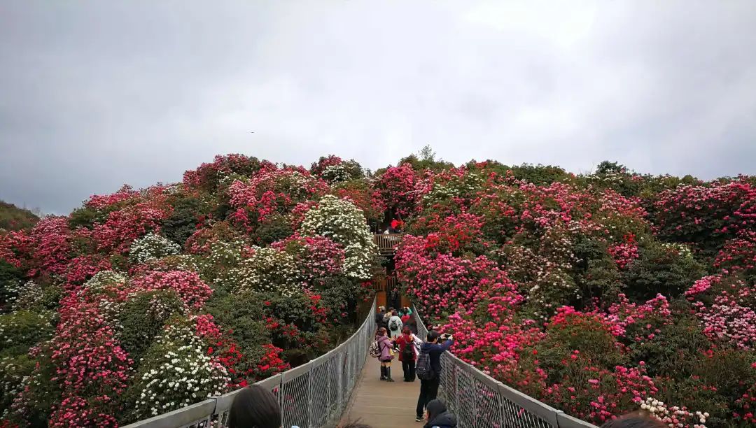 樱花平坝是在哪里_平坝樱花_樱花平坝樱花最佳观赏时间