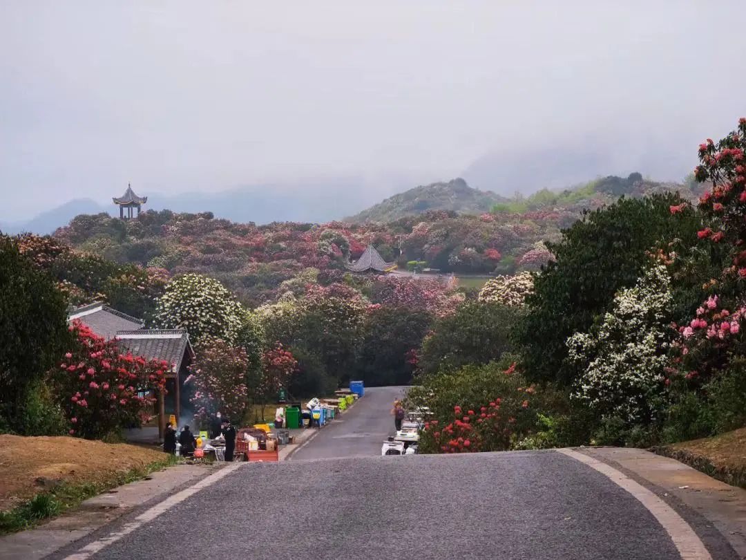 平坝樱花_樱花平坝是在哪里_樱花平坝樱花最佳观赏时间