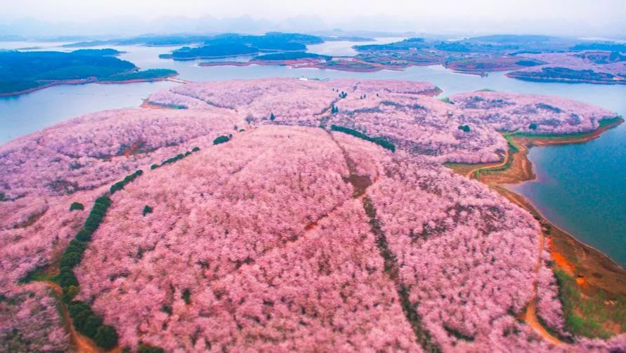 平坝樱花_樱花平坝是在哪里_樱花平坝樱花最佳观赏时间