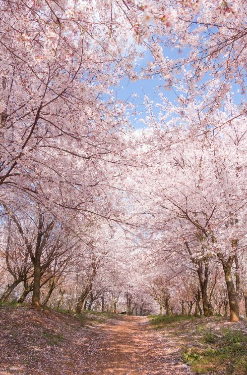 樱花平坝樱花最佳观赏时间_樱花平坝是在哪里_平坝樱花