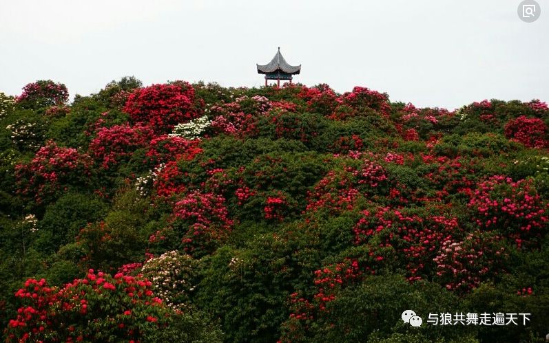 樱花平坝是在哪里_平坝樱花_樱花平坝樱花最佳观赏时间