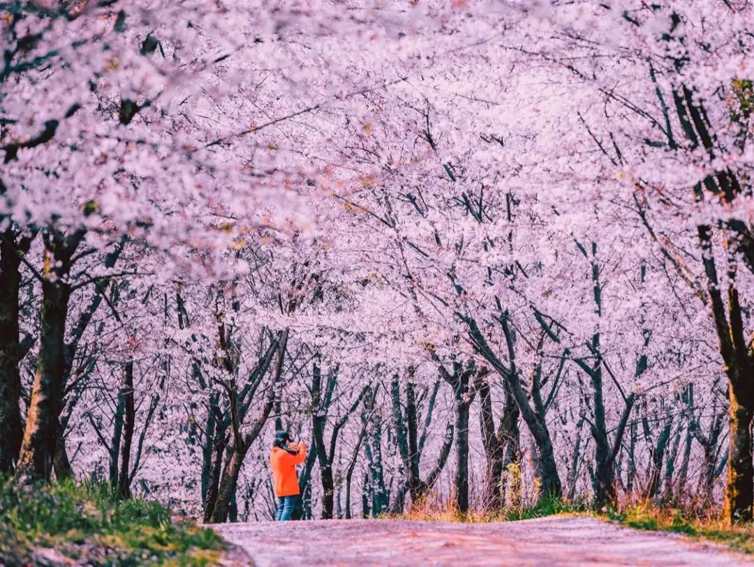 平坝樱花_樱花平坝樱花最佳观赏时间_樱花平坝是在哪里