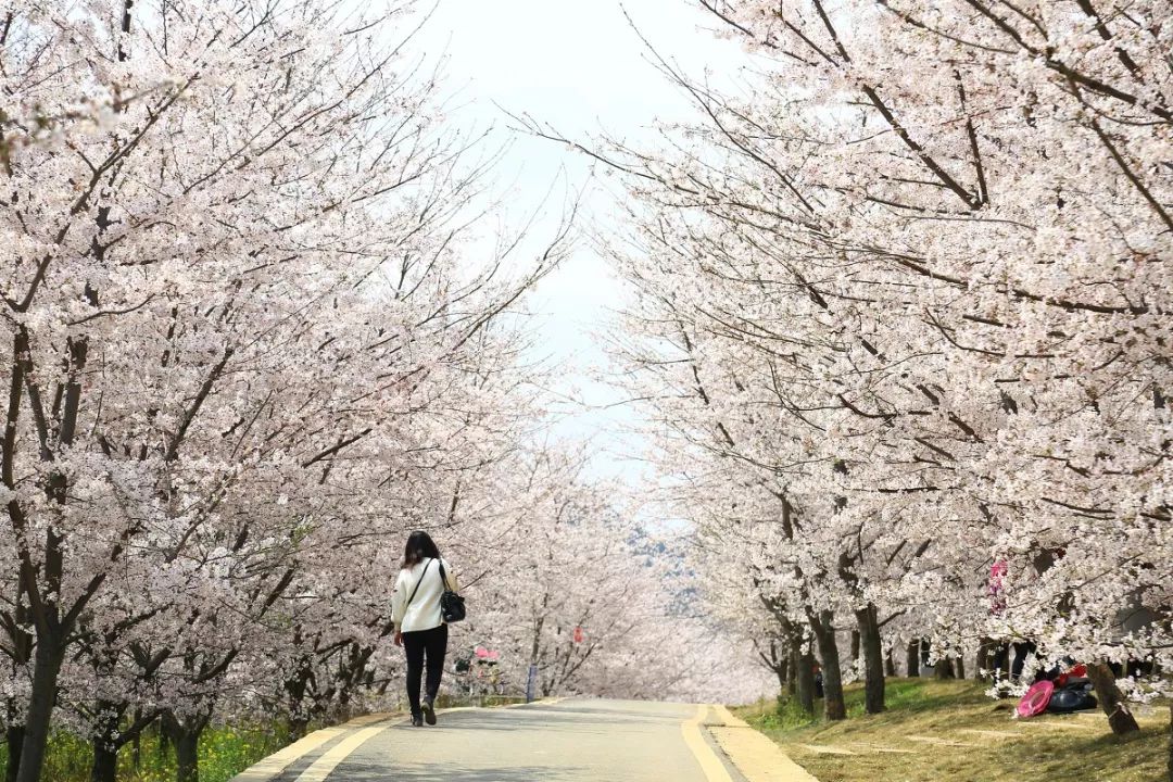 平坝樱花_樱花平坝是在哪里_樱花平坝樱花最佳观赏时间