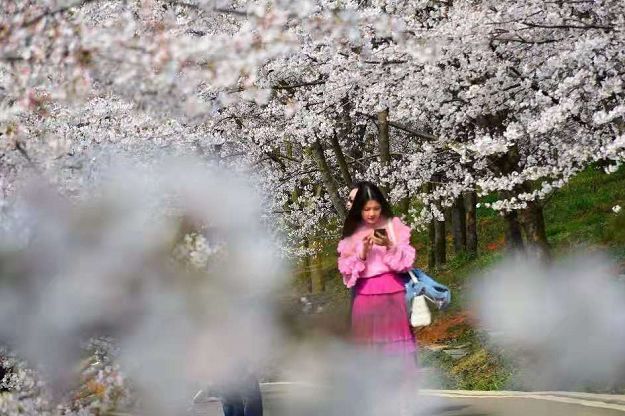 平坝樱花_樱花平坝樱花最佳观赏时间_樱花平坝是在哪里