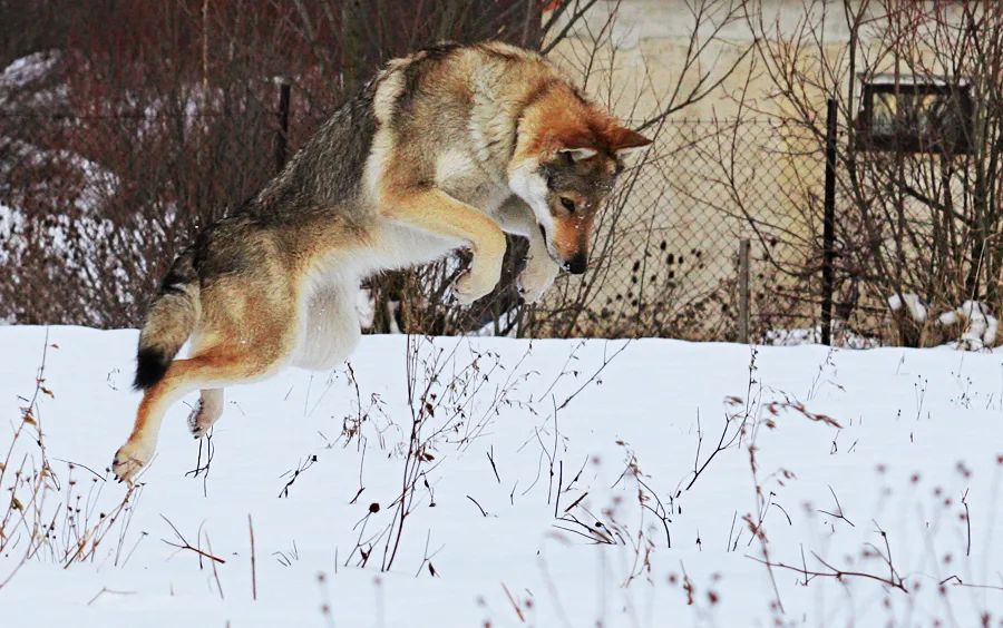 捷克狼犬是狼还是狗_捷克狼犬_捷克狼犬多少钱一条