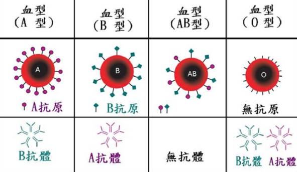 血型有几种_血型如何鉴定_血型