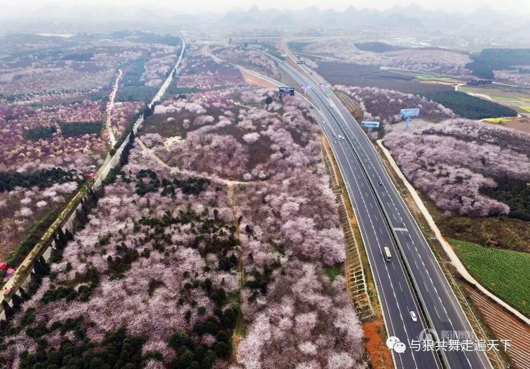 平坝樱花_樱花平坝是在哪里_樱花平坝樱花最佳观赏时间