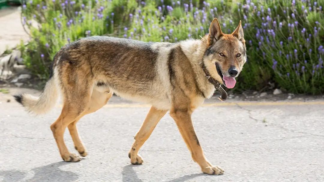 捷克狼犬是狼还是狗_捷克狼犬_捷克狼犬多少钱一条