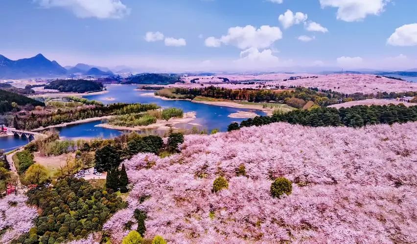 平坝樱花_樱花平坝是在哪里_樱花平坝樱花最佳观赏时间