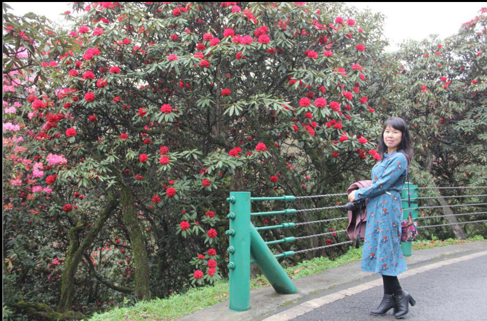 平坝樱花_樱花平坝樱花最佳观赏时间_樱花平坝是在哪里