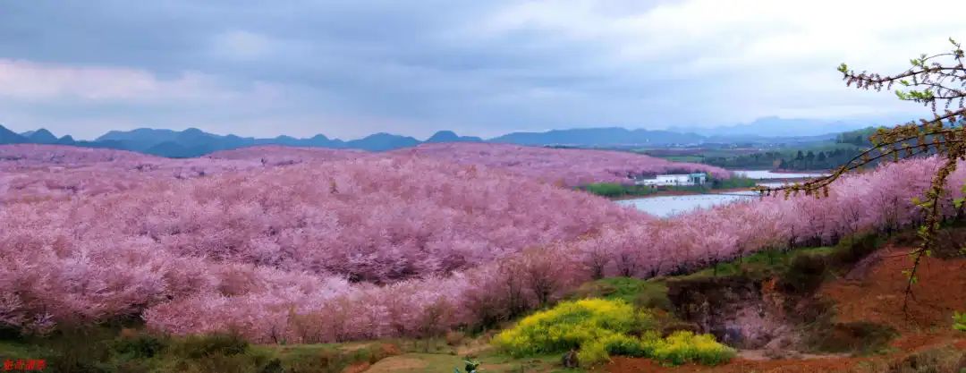 平坝樱花_樱花平坝是在哪里_樱花平坝樱花最佳观赏时间