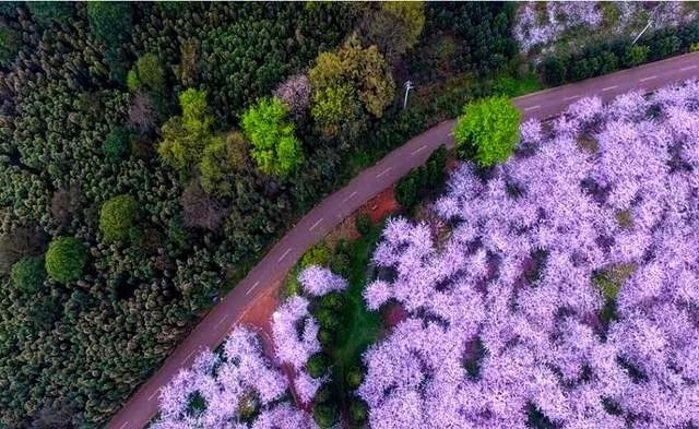 樱花平坝是在哪里_樱花平坝樱花最佳观赏时间_平坝樱花