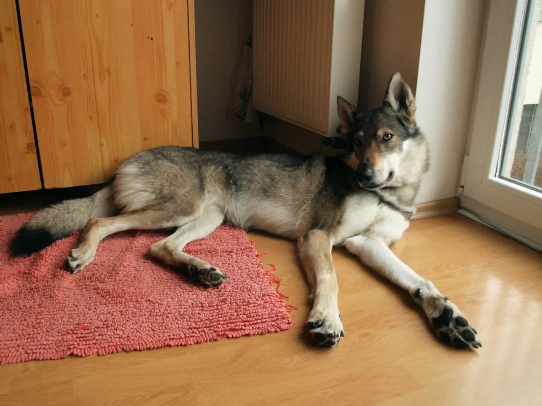 捷克狼犬_捷克狼犬多少钱一条_捷克狼犬是狼还是狗