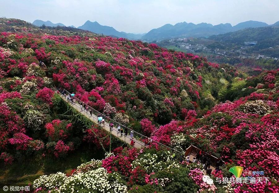 平坝樱花_樱花平坝樱花最佳观赏时间_樱花平坝是在哪里