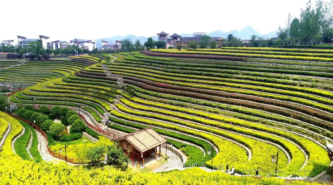 平坝樱花_樱花平坝是在哪里_樱花平坝樱花最佳观赏时间