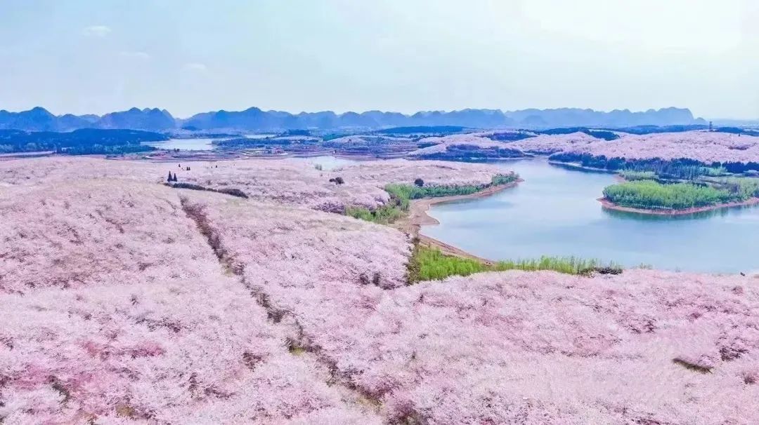 樱花平坝是在哪里_樱花平坝樱花最佳观赏时间_平坝樱花