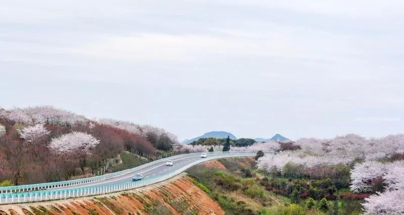 樱花平坝樱花最佳观赏时间_樱花平坝是在哪里_平坝樱花