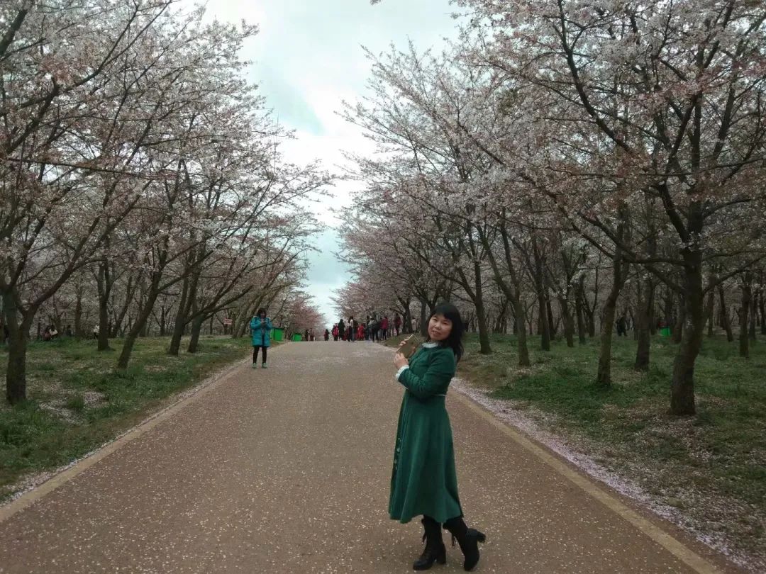 樱花平坝樱花最佳观赏时间_平坝樱花_樱花平坝是在哪里