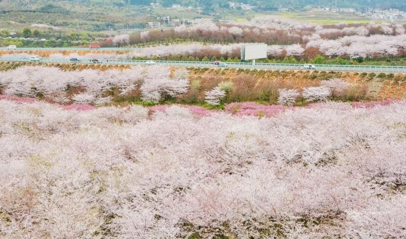 平坝樱花_樱花平坝是在哪里_樱花平坝樱花最佳观赏时间