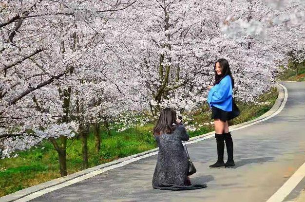 平坝樱花_樱花平坝樱花最佳观赏时间_樱花平坝是在哪里