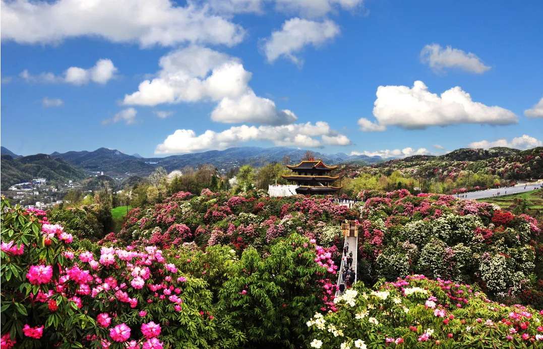 平坝樱花_樱花平坝樱花最佳观赏时间_樱花平坝是在哪里