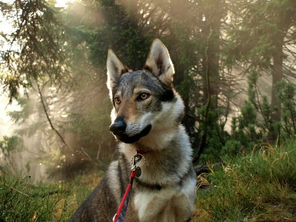 捷克狼犬_捷克狼犬多少钱一条_捷克狼犬是狼还是狗