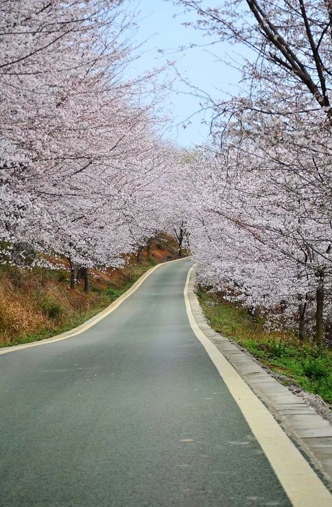 樱花平坝是在哪里_樱花平坝樱花最佳观赏时间_平坝樱花