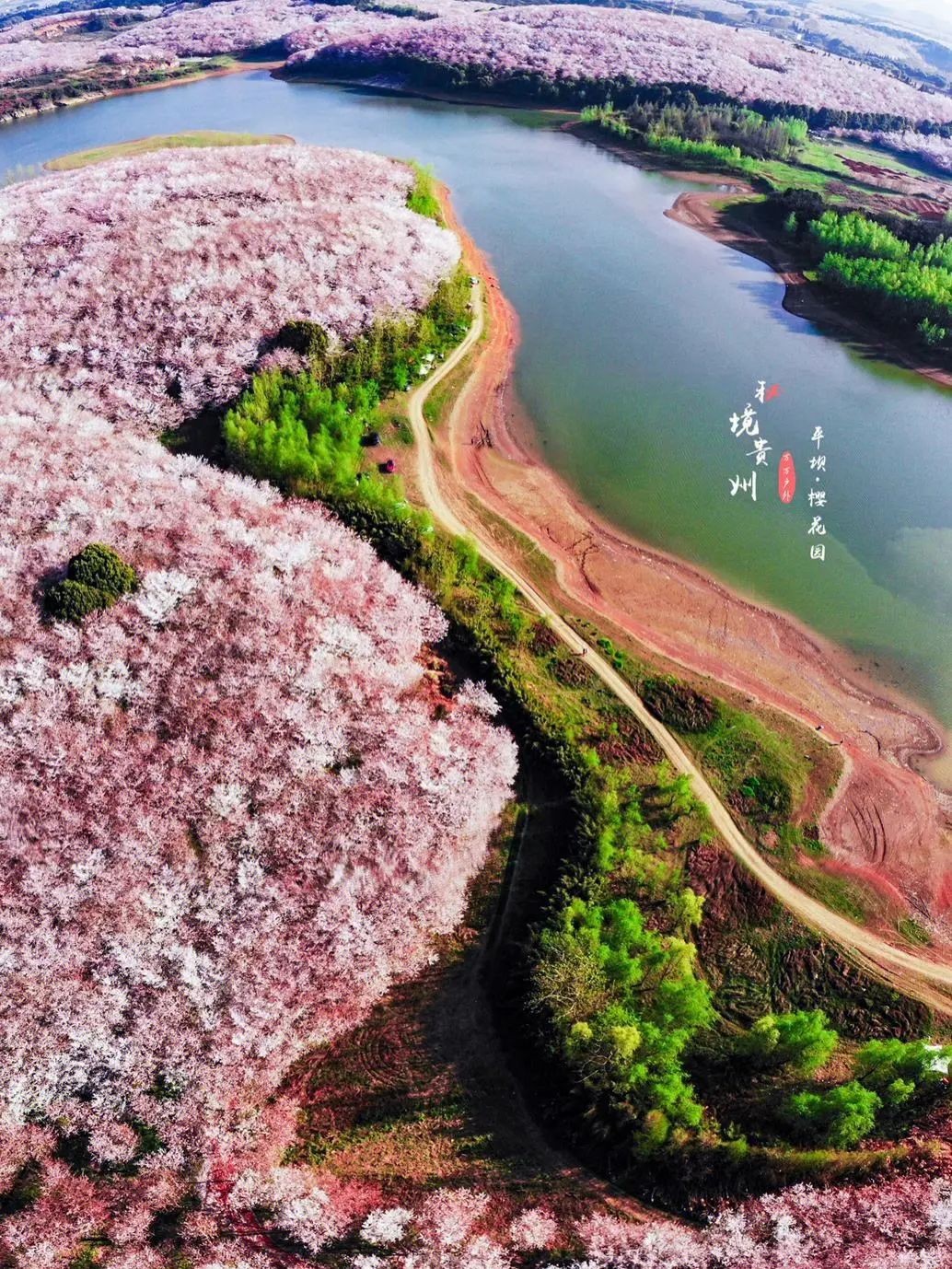 樱花平坝是在哪里_樱花平坝樱花最佳观赏时间_平坝樱花