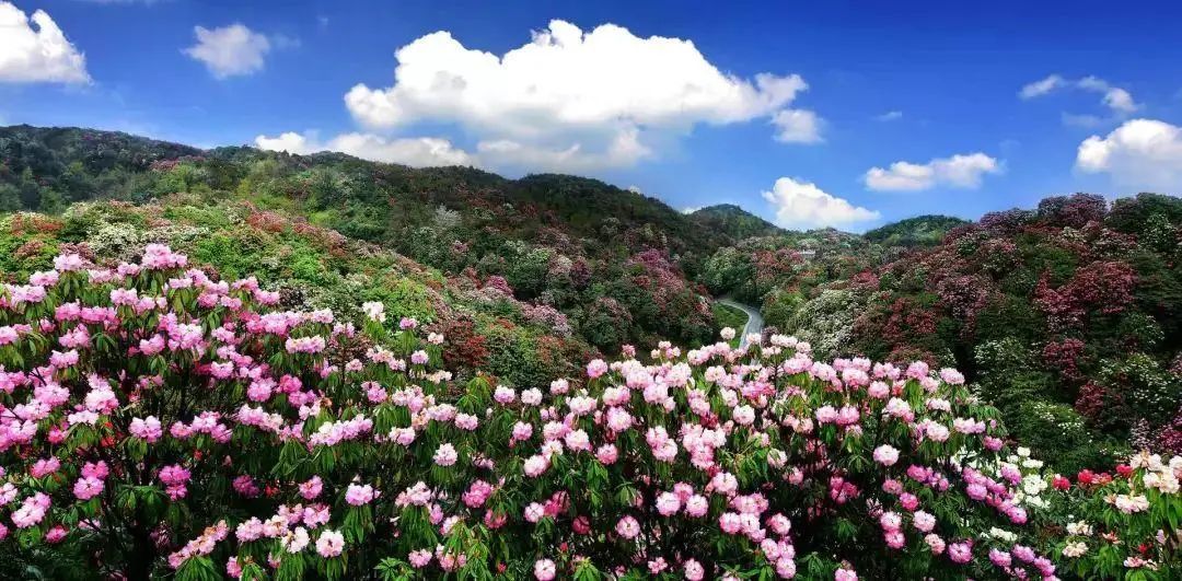 樱花平坝樱花最佳观赏时间_平坝樱花_樱花平坝是在哪里