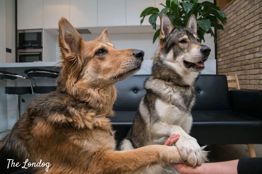 捷克狼犬多少钱一条_捷克狼犬是狼还是狗_捷克狼犬