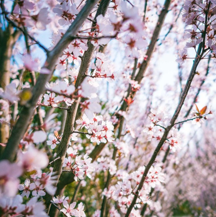 樱花平坝樱花最佳观赏时间_平坝樱花_樱花平坝是在哪里