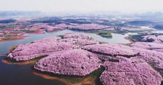 樱花平坝樱花最佳观赏时间_樱花平坝是在哪里_平坝樱花